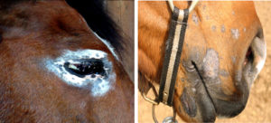malattie-dermatologiche-del-cavallo